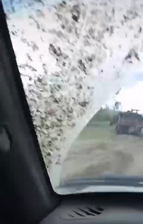 ������ ������������ ������ ����������� ������ ��������� Wolfhound, ������������ �� ������� �� ��������������, ���������� �������