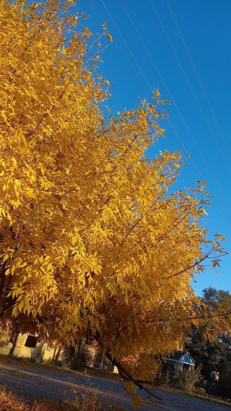 ������� ����� � ������������-���������� ��, ��������� ������������� �����