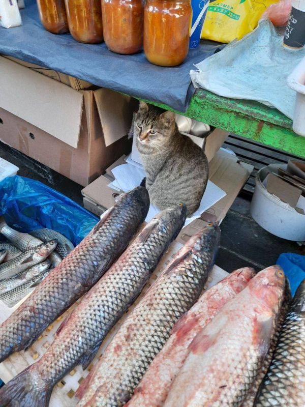 �� ���������� ����� ����� ��������