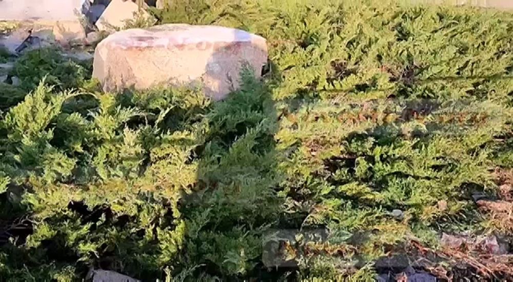 � ��������� ������ ������� �������� ������� "������-����", �������� ������� ��������-������