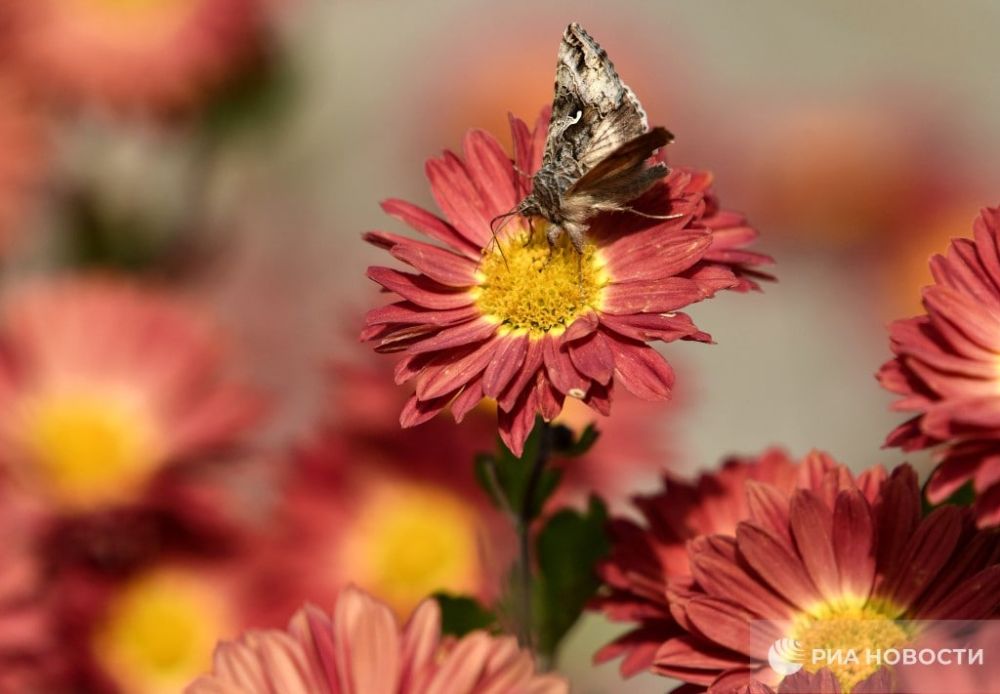 ������ �� ����� ����������� ������