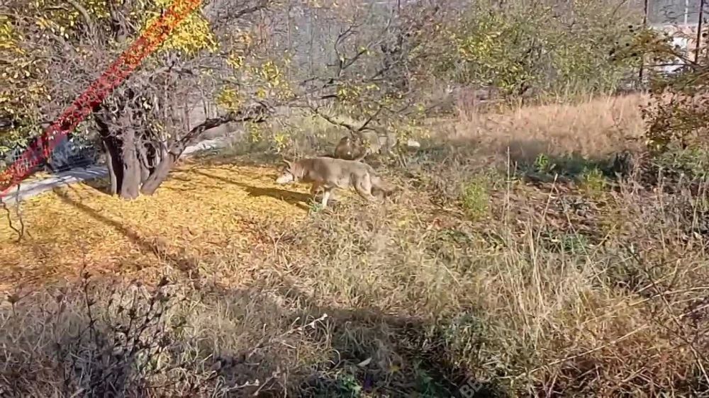 �������� ����������� �������� ������� � �������� ������-����