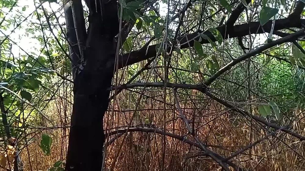 ������� ���������: ����������� ������ ���������� �������� ���������� � ���������� �������