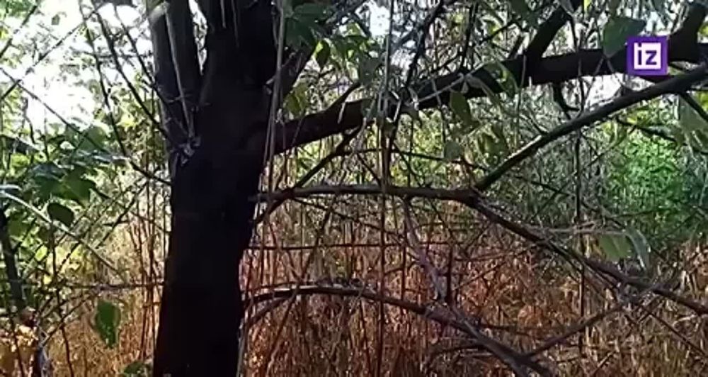 ����� ���������� ��� ������������ ��� ���, ������������� ���������� �������� ������ ������������� ���������� �������