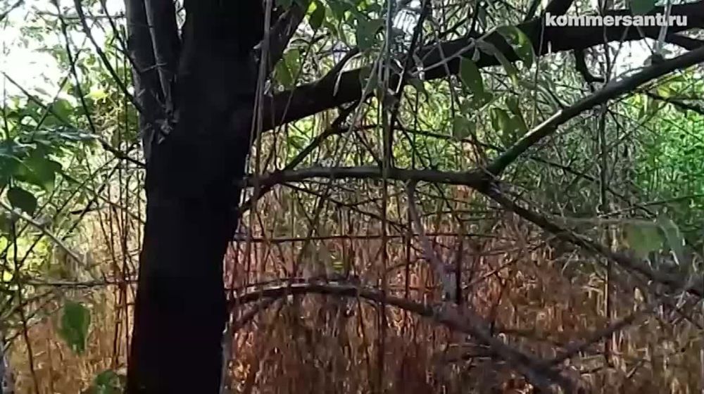 ��� ��������� ����� ���������� �����������-���������������� ������ �� ������ ���������, �������������, �� ������ ���������, ���������� �������� ������ ������������������ ������ ������������� ���������� �������