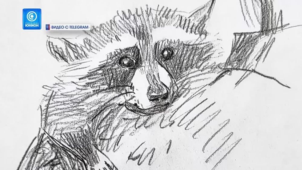 Енот стал новым символом СВО! Спасённый из Херсонского зоопарка зверь стал для десантников боевым товарищем