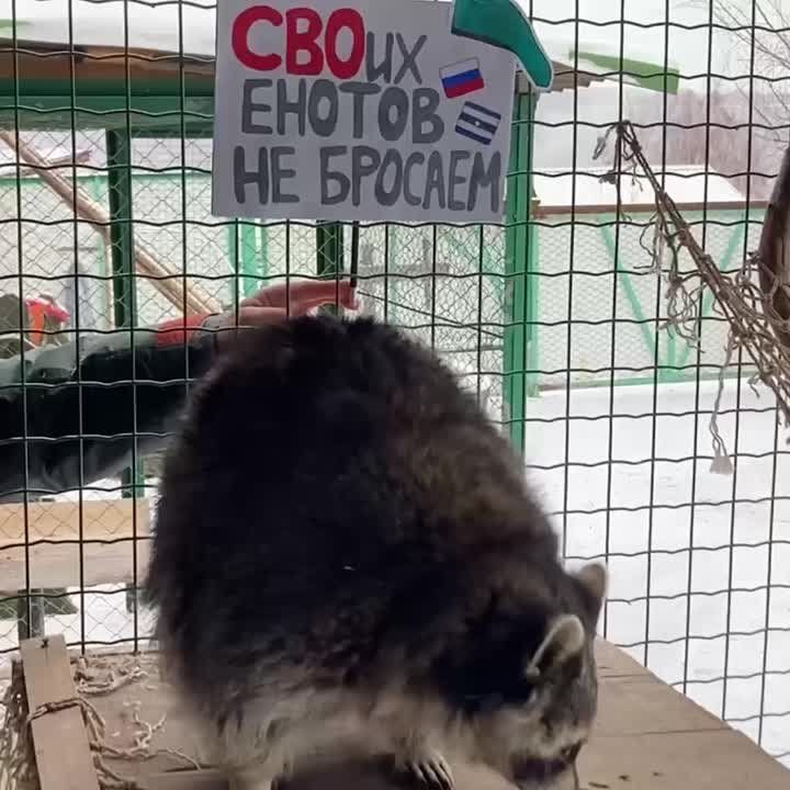 Енот из Херсона: Я в смущении Мне передала привет Енотиха Майя из Красноярска!