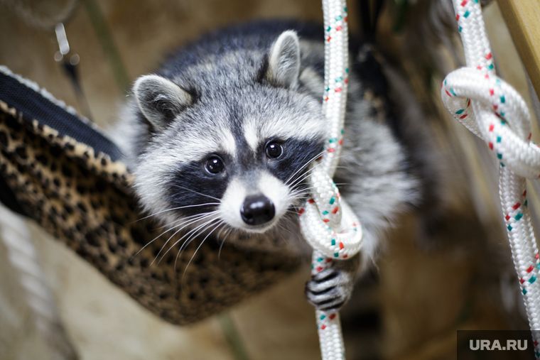 ���� �� �������, �������� ���������� ��������, ���� ���������� ���� � ���������� �����