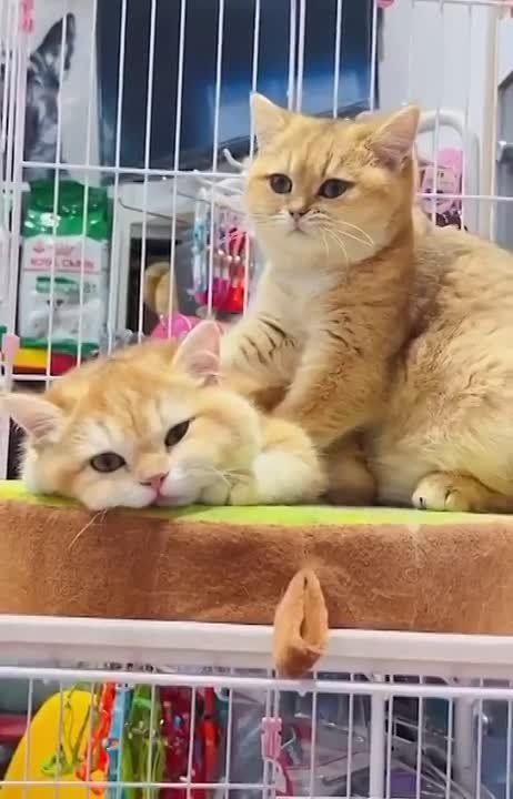 ������� ��������� ���� �������� ��������