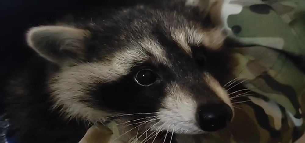 ��������� � ��������. ����� �����������