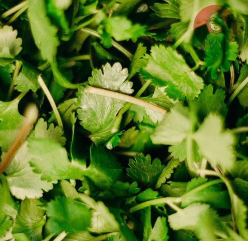 �������� ������ ��������