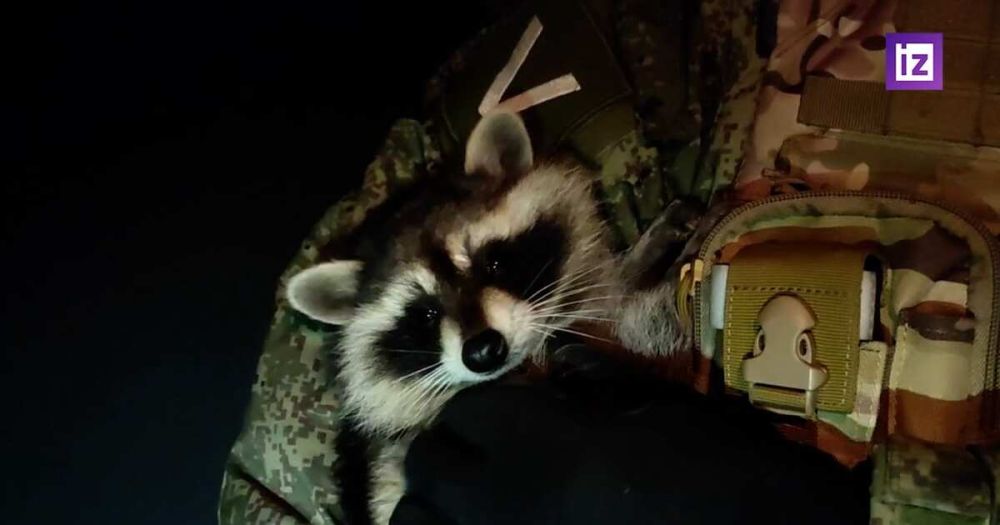 ������� "��������" ���������� � �����������-�������� ����� �������