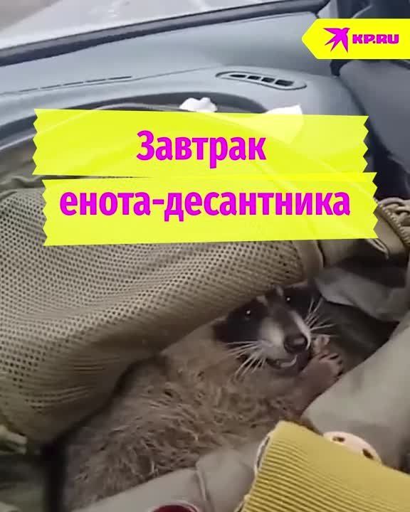 ������� �����-����������