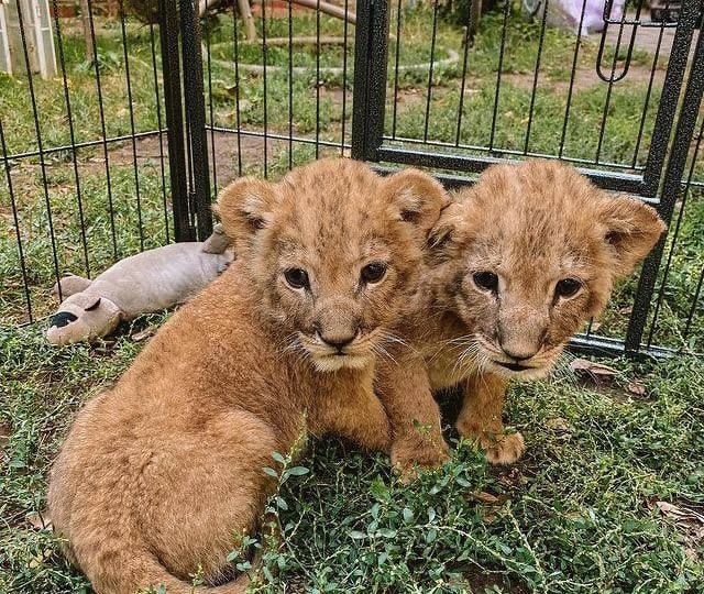 ���������� ������, ���� ������� ������, � ������� �������� ����������� � ������, ����� � ���