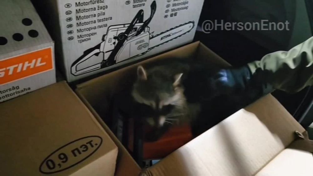 Енот из Херсона: Итак! Сегодня я поработал на славу!