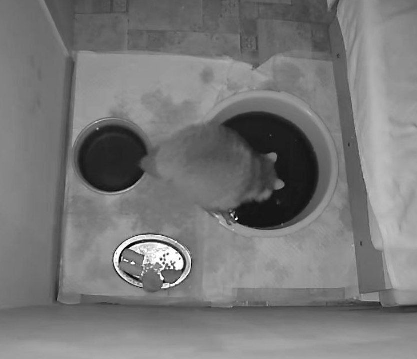 Енот из Херсона: Так! Всем отбой!. Завтра начинается новая неделя, надо как следует отдохнуть