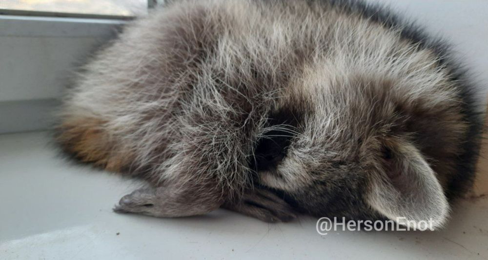 Енот из Херсона: Всем добрых снов!. Вы спрашивали, как я люблю спать Так вот, у меня есть своя комната, но мне нравится отдыхать на подоконнике