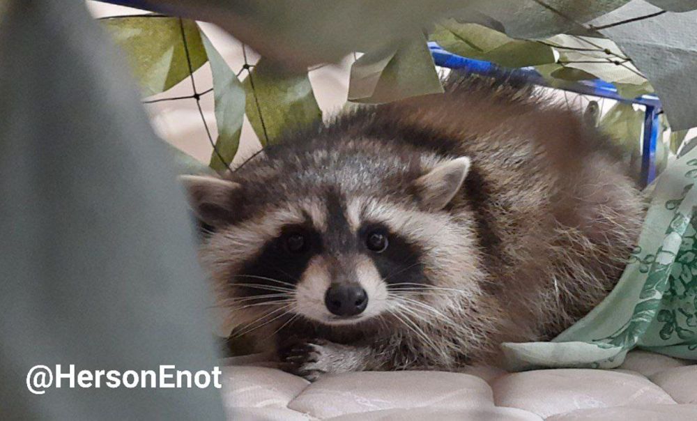 ���� �� �������: � ���� ������� ������� �����, 7 ���, �� �������