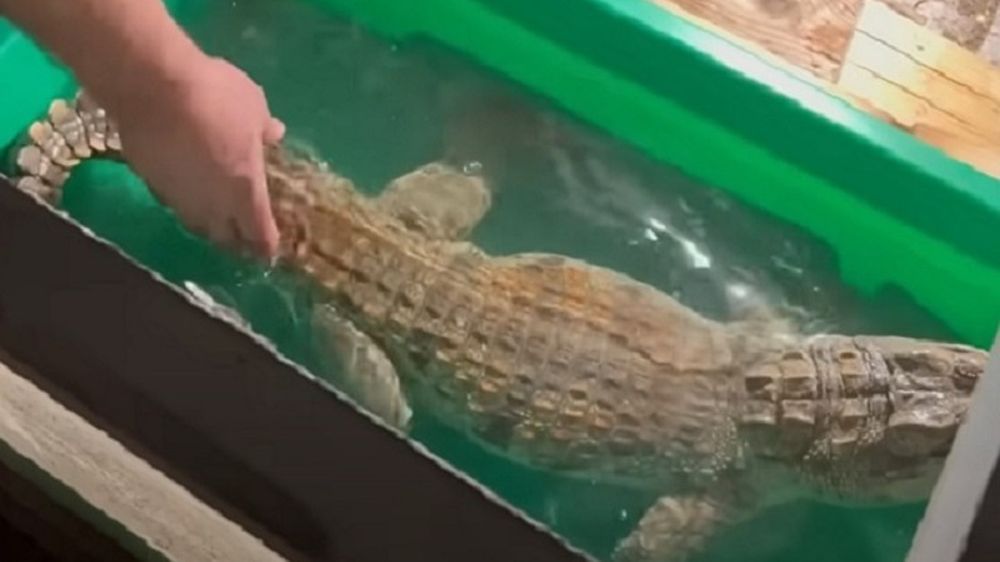 ���������� �������� �� ���������: �������� ����� �������� ����� �� ���������� � ���� ��� 70 ��������, ������� ���������