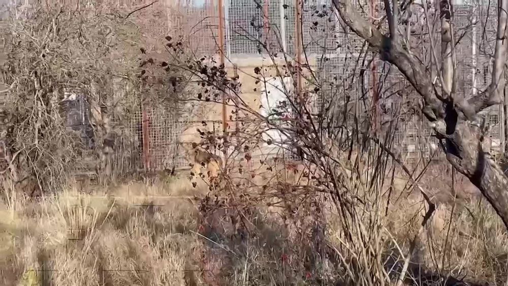 ��������, �������� �� ��������� ����� �������, �������� � ����