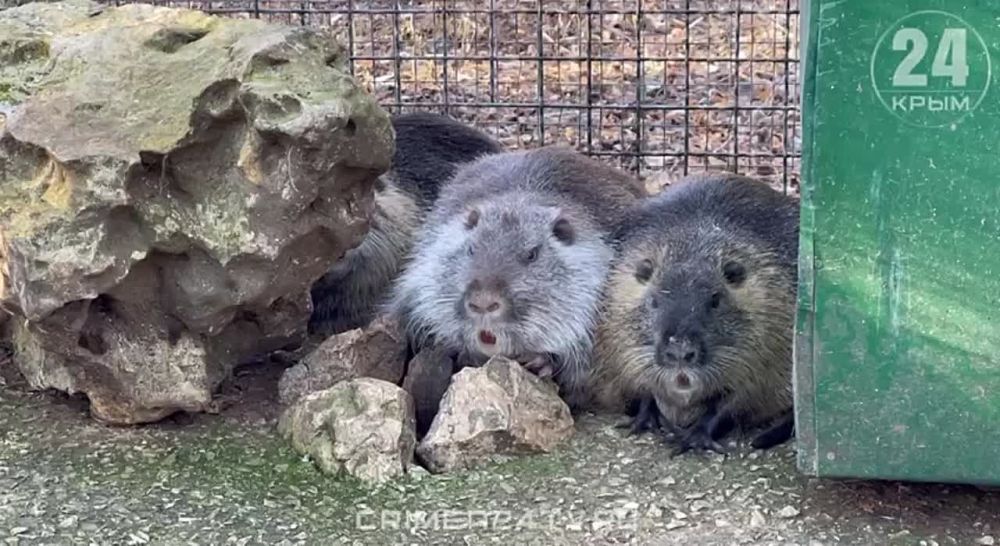 � ���� �� ��������� ����� ������� �������� �������� ��������