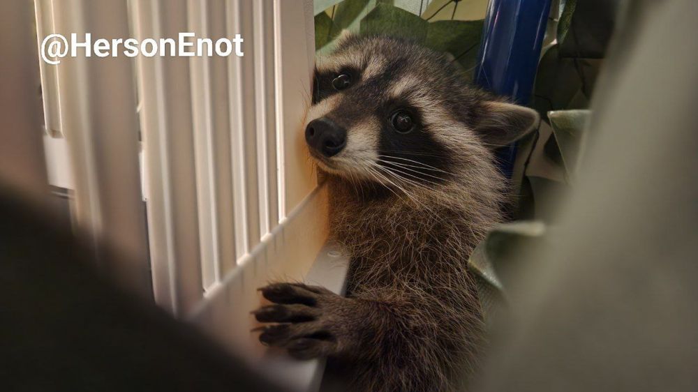 Енот из Херсона: Друзья, всем отбой!. А у меня еще масса дел! Завтра начнется самое интересное