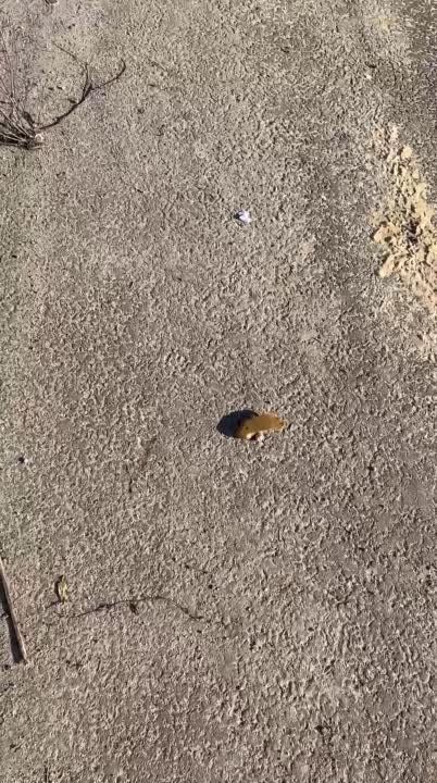 ����� ��������. ��� ������������ ���� "��������" ����� ������ �������, ����� ���������� � ������������ ��� �����...