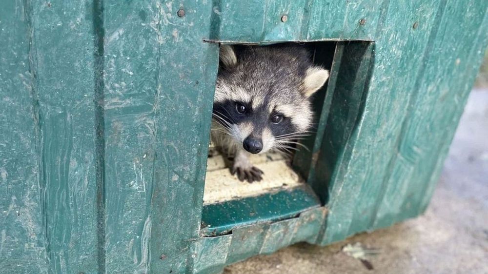 �������� � ���������� ������: � �������� ����������, ��� �����, �������������� �� �������, ����� �������� �������� ������-�����