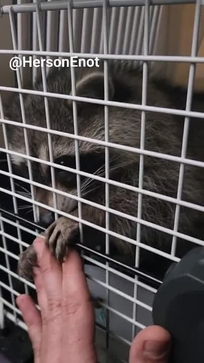 ���� �� �������: ����������� �� ��� � ������� ���������, ������� ��� ��������