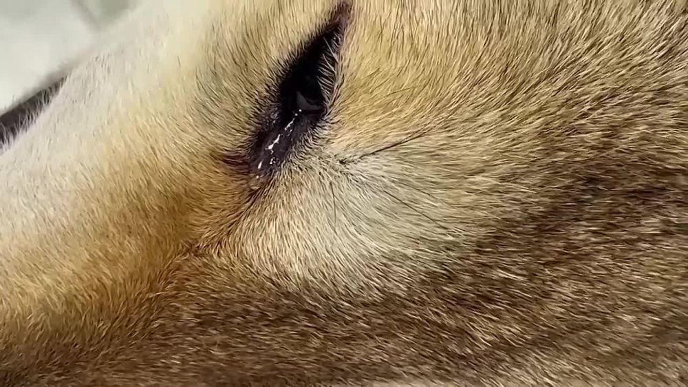 �������� ���������� ������ ����� ������� �� �������