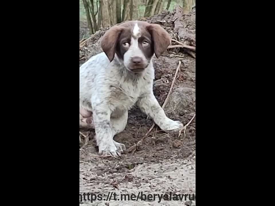 �����������-��� ��� ���� ������� �����