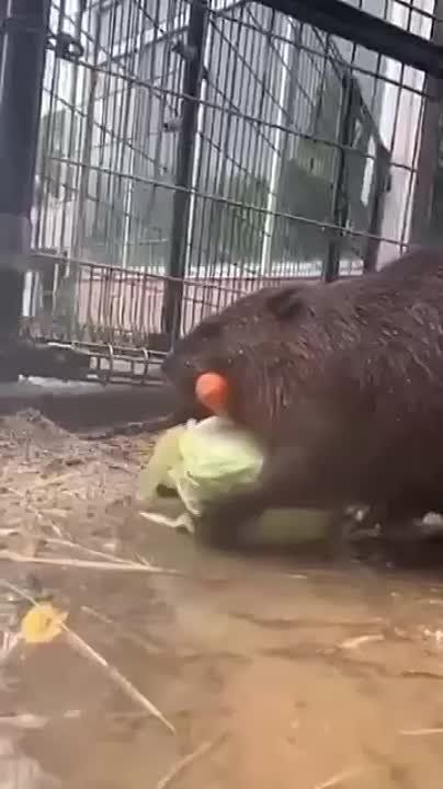 ���������� ����. � ���� ����� �������� �� ����������� ����� ���������� ���������