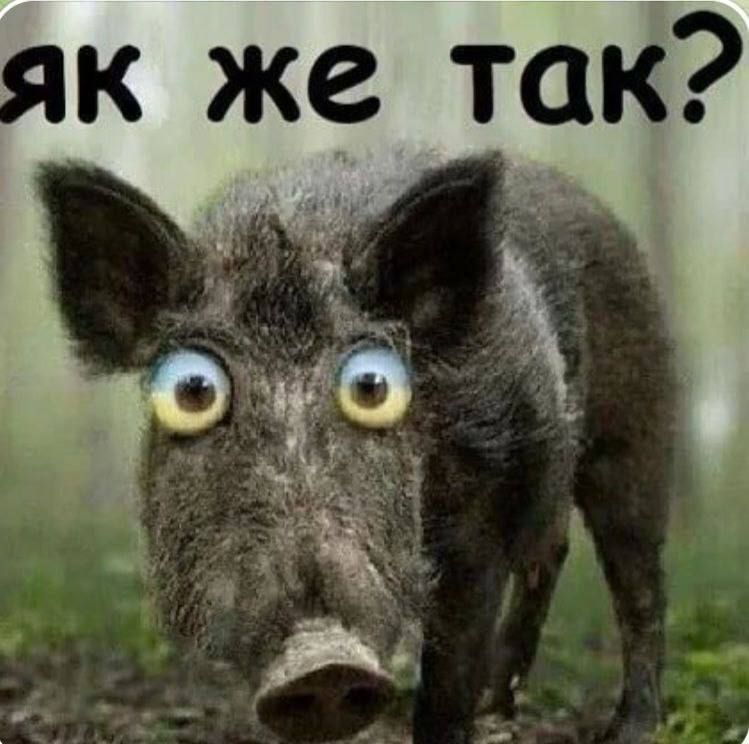 ������� ��� ���������, ��� �� ������ �������� ������ ����� ������ �� ����� � �������� - Myl Polska