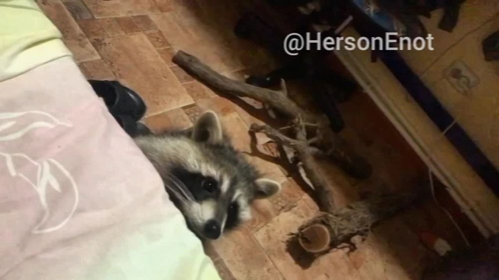 ���� �� �������: ������, �����!. � �� ���� ����������, ��� � ��������� � ����� �������, ����� ������� �� ���� ���