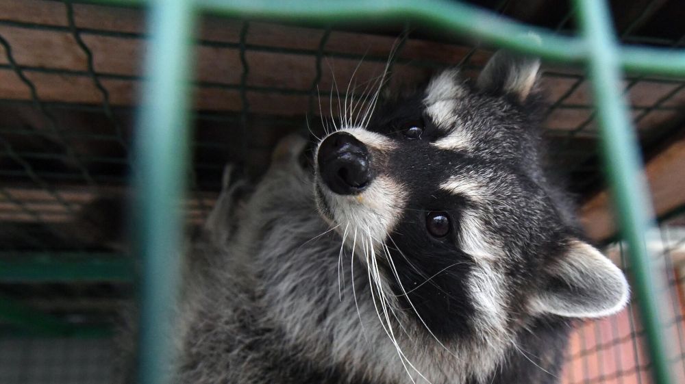 ������ ������ �� �����? � ���� ��� ����, ������ ��������