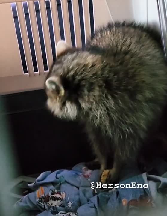 ���� �� �������: ������ ����, �������!. ������ ������� ����� �� �����, �� � ������. �������