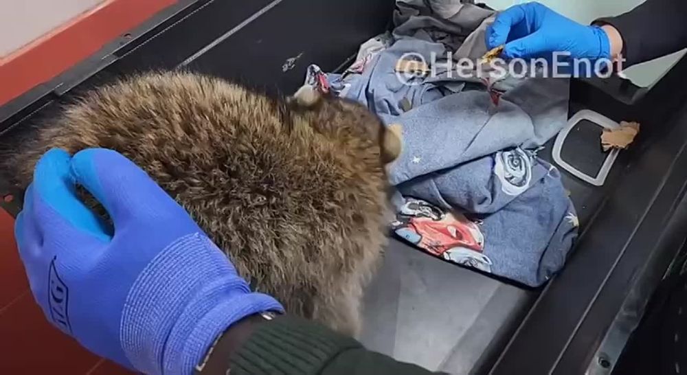 ���������� ���� ������� ������� ������