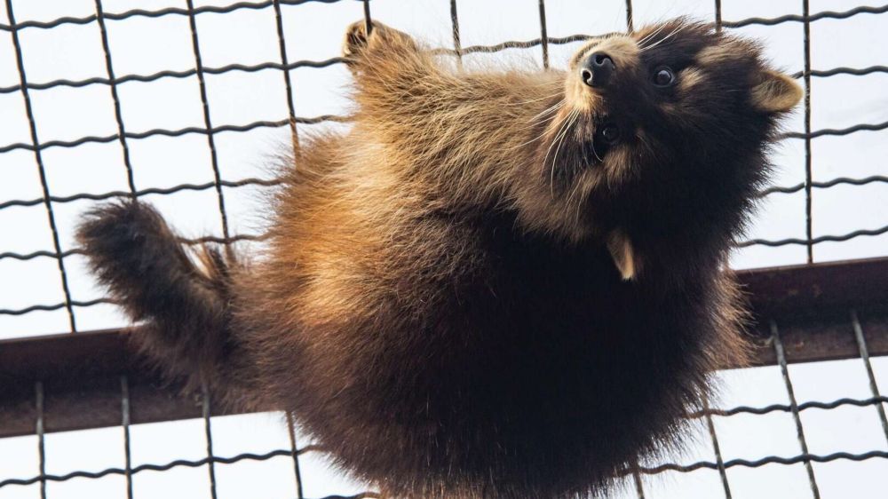 ��� ����� � ����� ��������� �� ������� ����� - �����