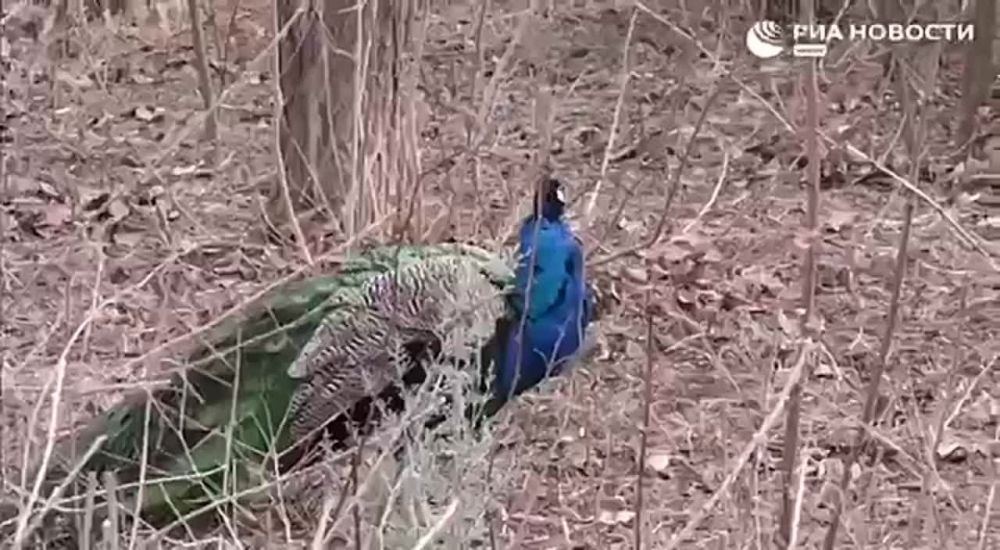 "����� �������� �� ������ �����, �� � ��������"