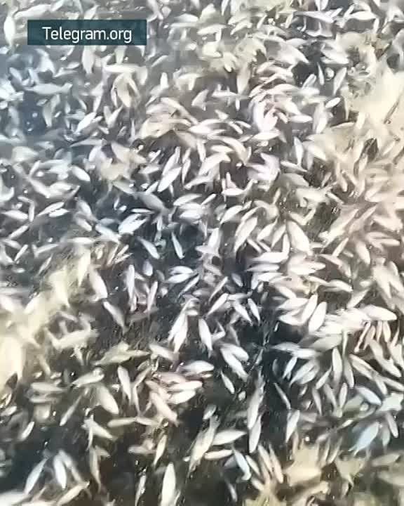 �� ���� ������, ����������������, �������� ���� � ������ ����� ������ ������ ���� �� ����������� � ��������� ���. �� ���� �������� ������ ����� � ����� Telegram