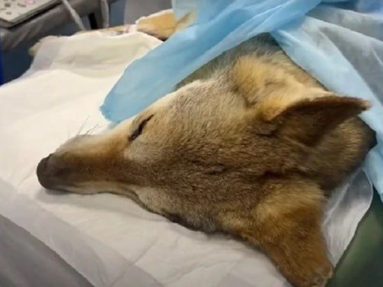 �������� ���������� ������� �������, ���������� �� ����������� �������� �� ����� ���������