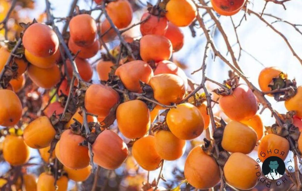 ������ ��, ��� ����� ����� �� ��������?