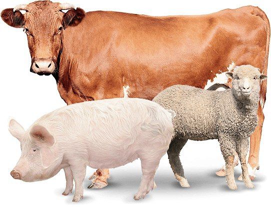 ��������!. �����������, ���������, ������� ����������: