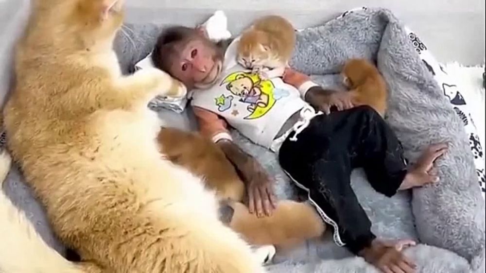 ���, ������, ���������� ������