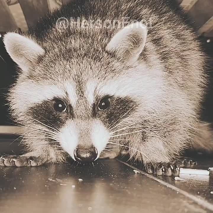 ���� �� �������: ������� ���, ������!. ��� � ������������ ����� ���������� ��������, �������� �������. �� ���� �������� ��� ������� ���������. ����� ��� ����������. � ��� ������ �� �����, ����� �� ���� �� ������� ��� �� ����� �� ������ ���� �����