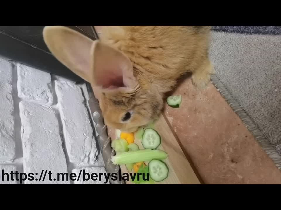 ���� ������, ������� ������� ��� �������, ��� ������