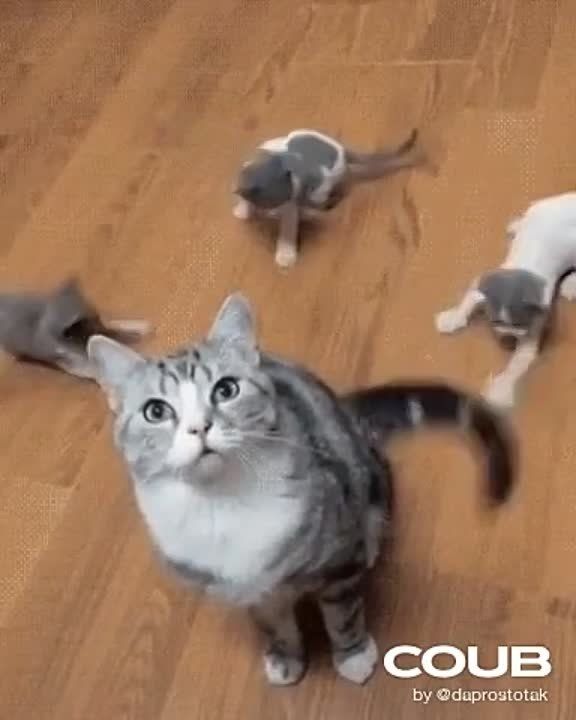 ������� ������, ������! ����� ��������� �������, "����������" ��� �������