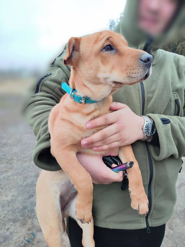 ������� ����������: ϸ�� ����� ���� ����� �������� �� ���������� �����