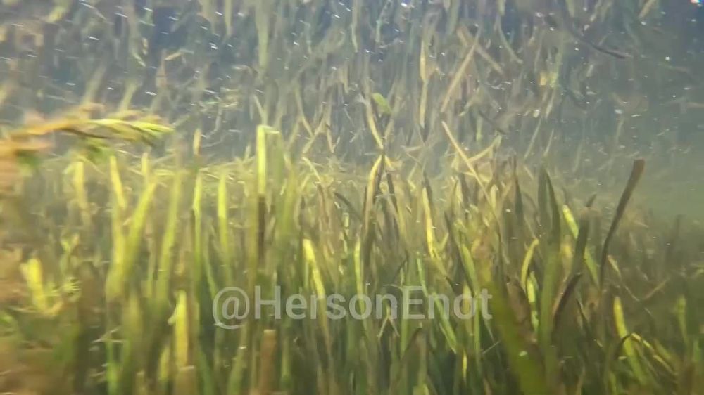 ���� �� �������: ������� ���, ������!. ��������� ���� � �������� - ����� ������ ����������� �����. � ���� ���-�� ��� �����������!