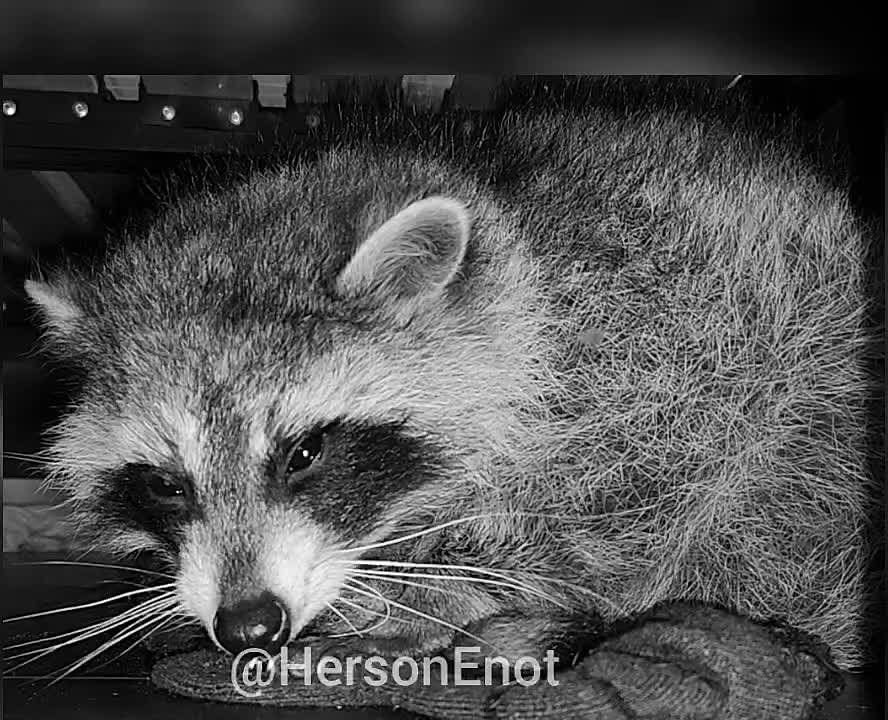 ���� �� �������: ������� ���, ������!. ���� ����� ������, ��� � ����, ���������� ������. ������� ������ ��� � ���, ���� ��� ������ ����������